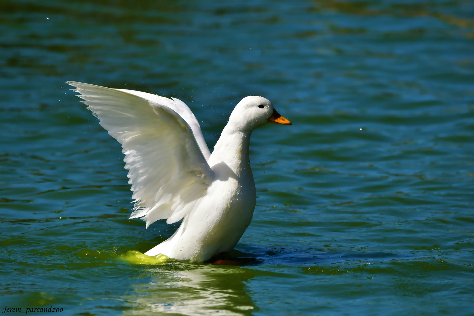 Canard Mignon