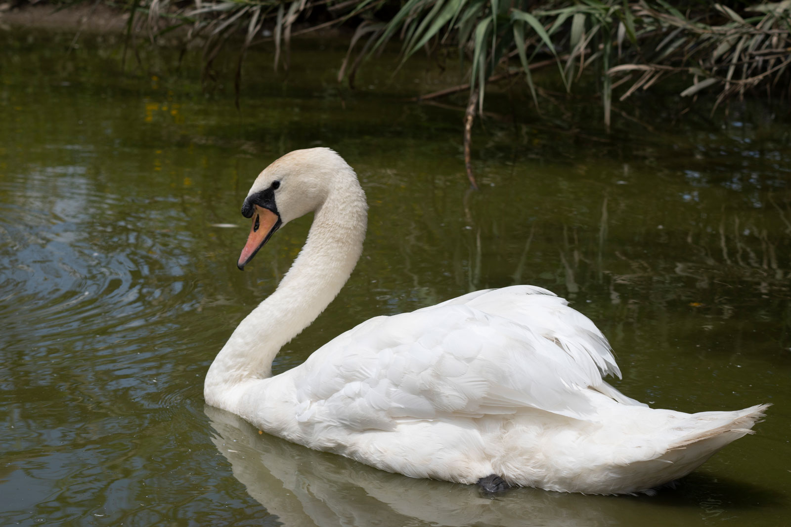 Cygne tuberculé