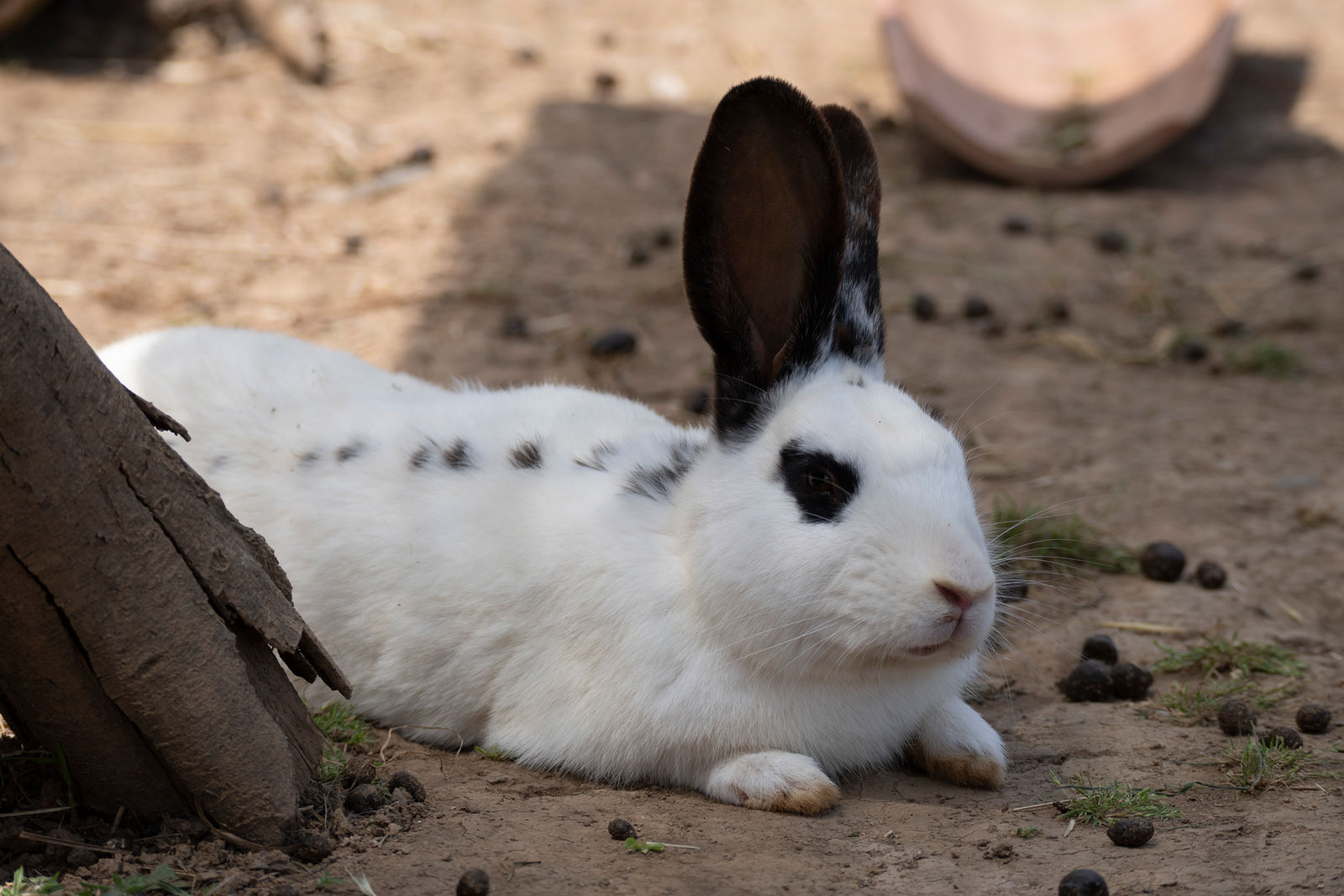 Lapins papillons