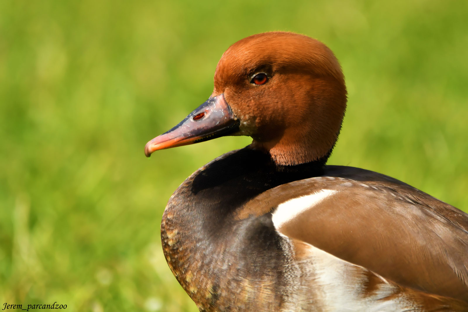 Nette rousse