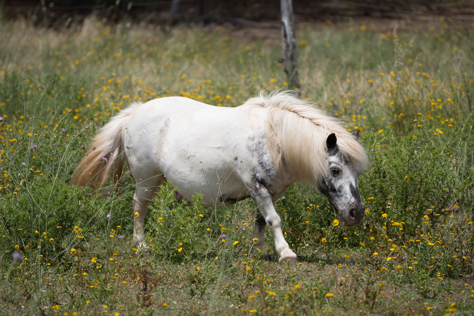 Poneys