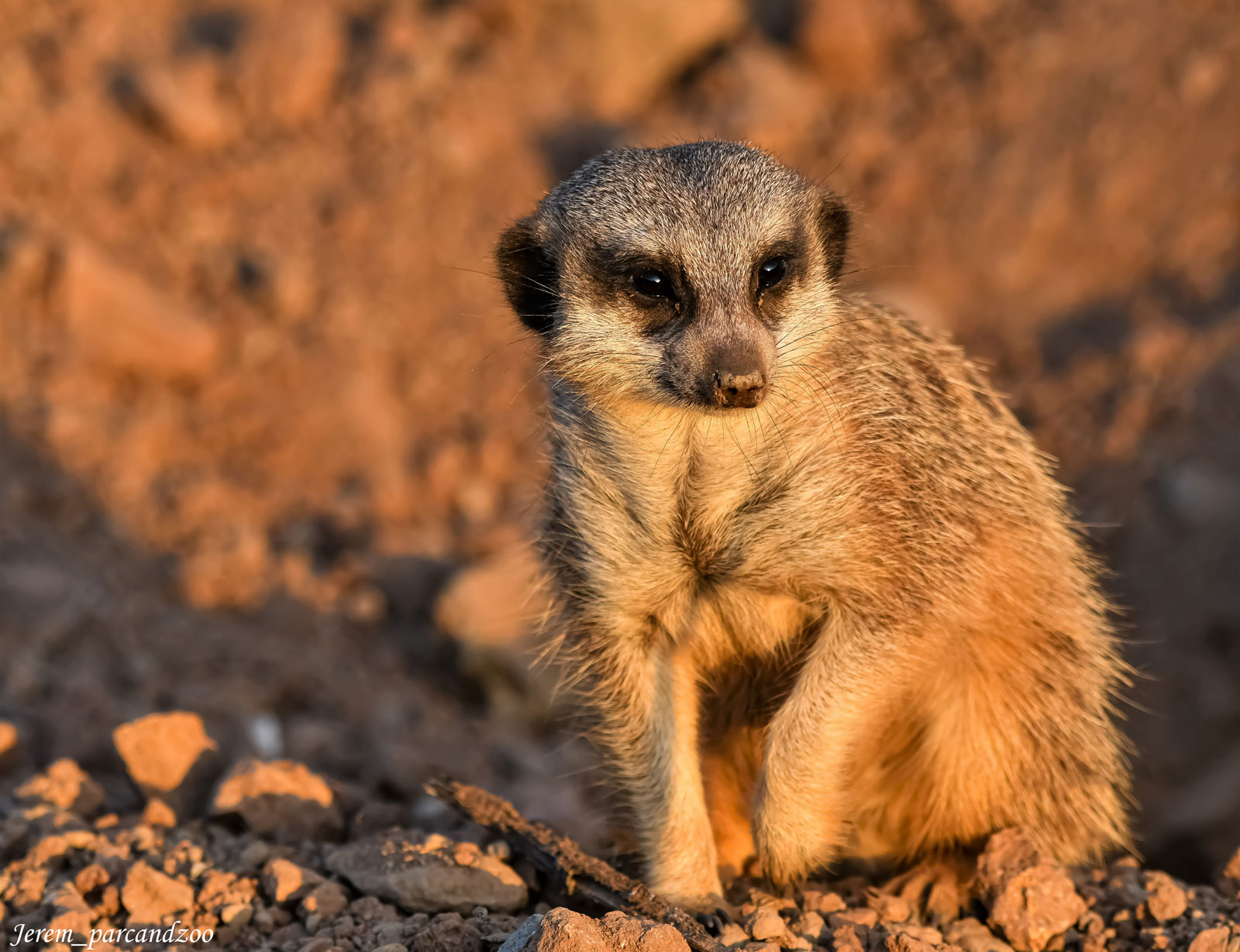 Suricates