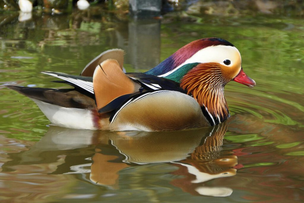 Canard mandarin