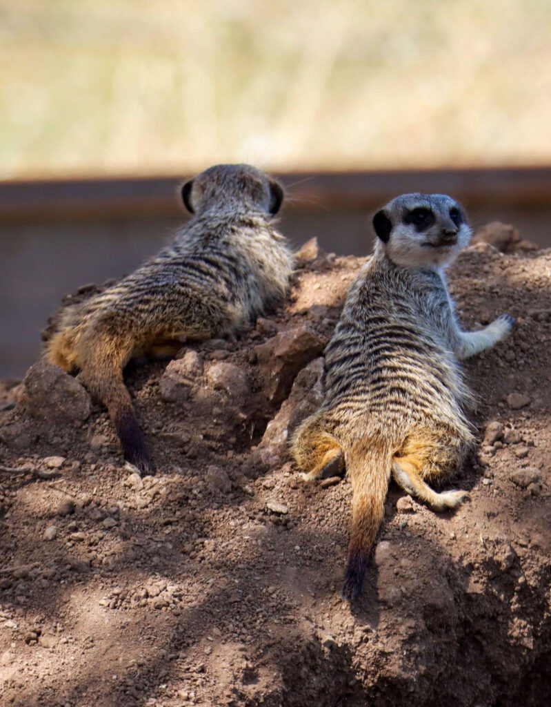 Suricates