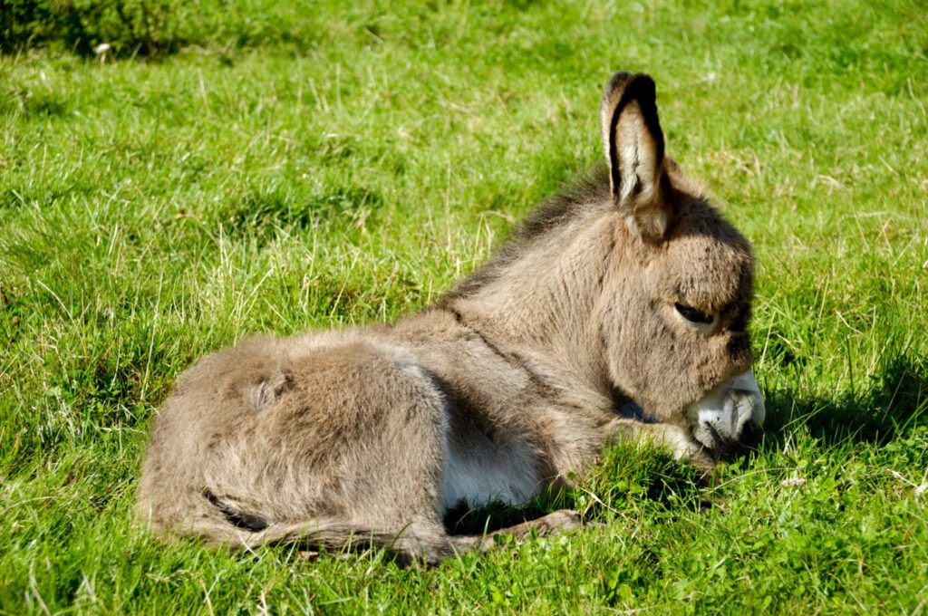 Âne miniature américain