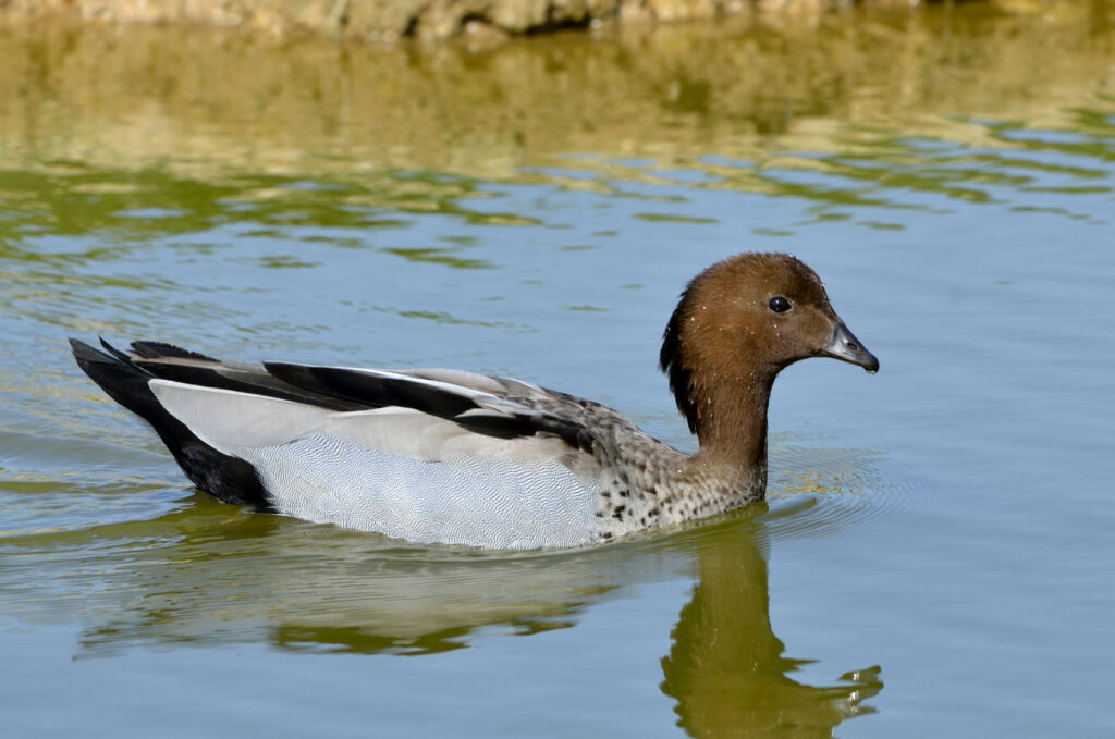 Bernache à crinière