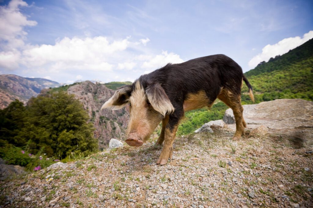 Cochon Corse