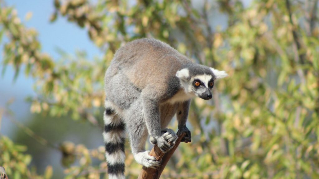 Lémur Catta Corsica Zoo