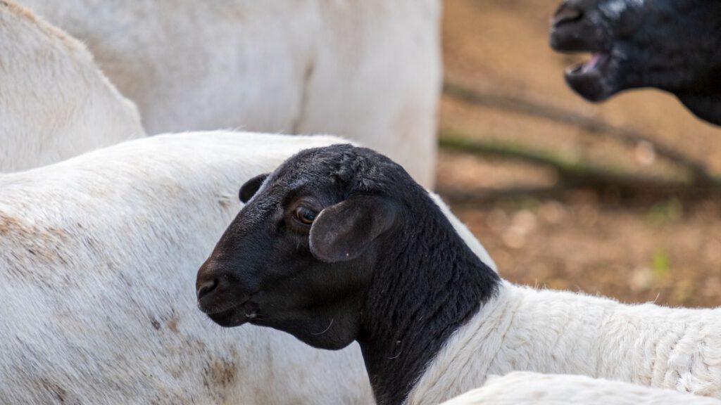 Photo Mouton de Somalie