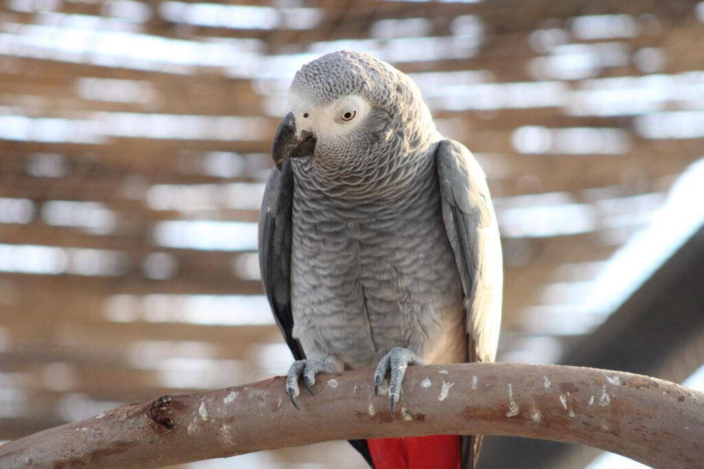 Perroquet gris du Gabon