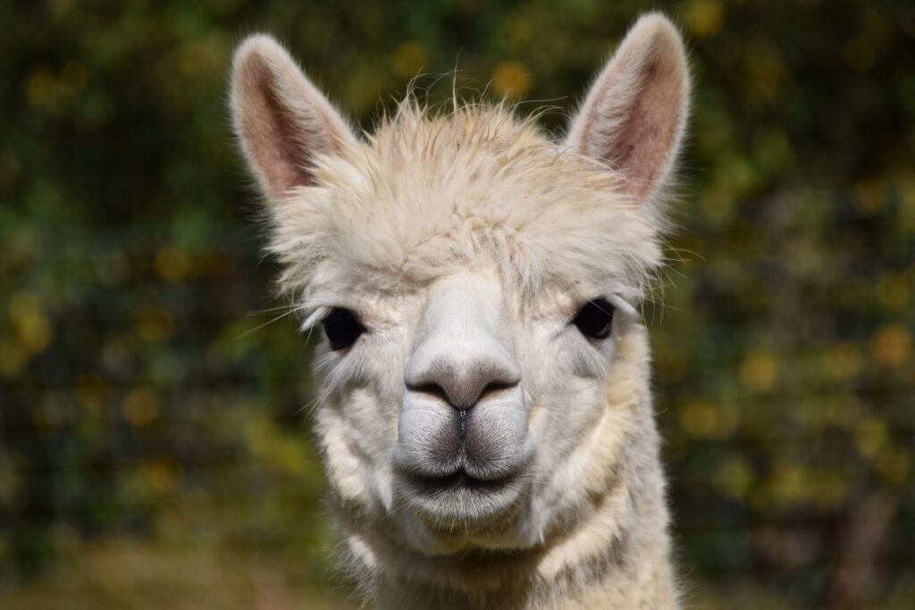 Lama