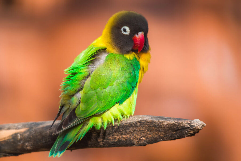 Inséparabled Masquéd