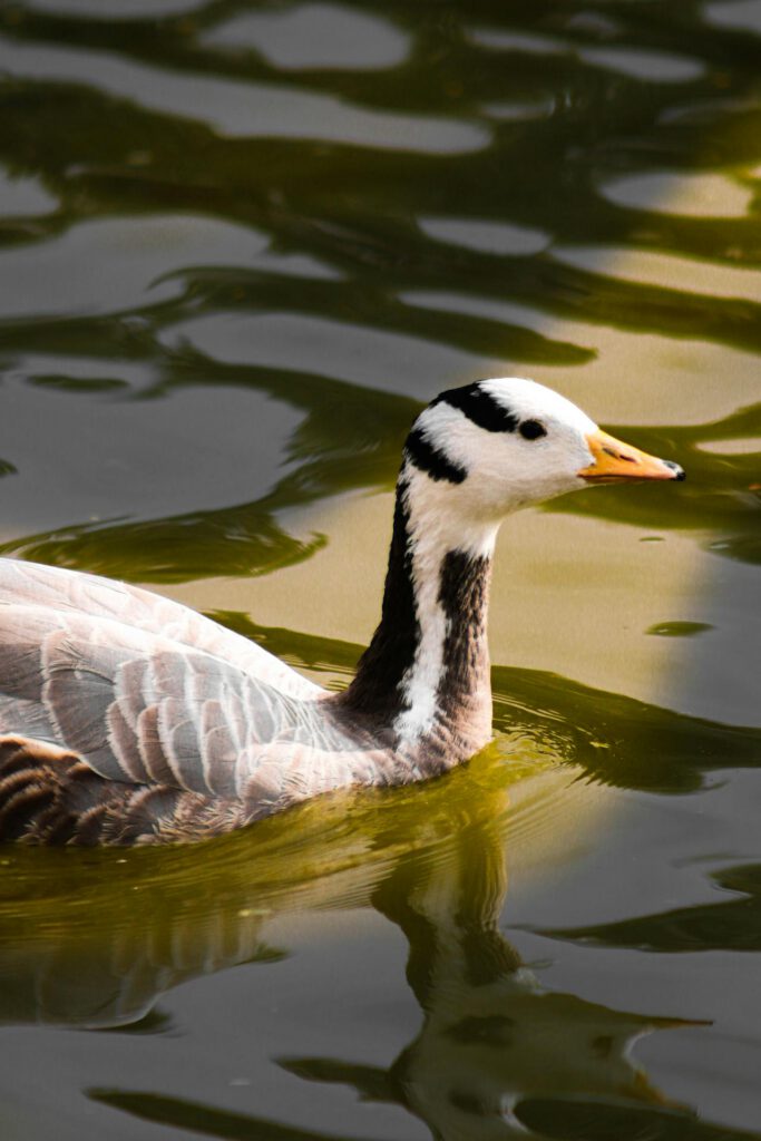 Oie à tête barrée