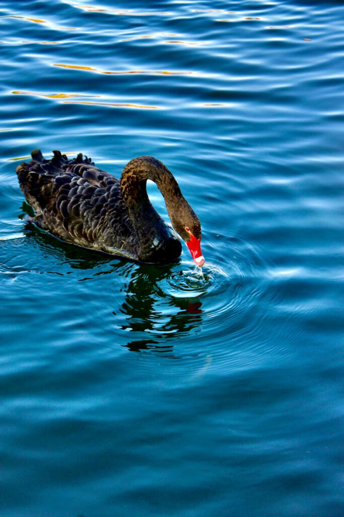 Cygne noir