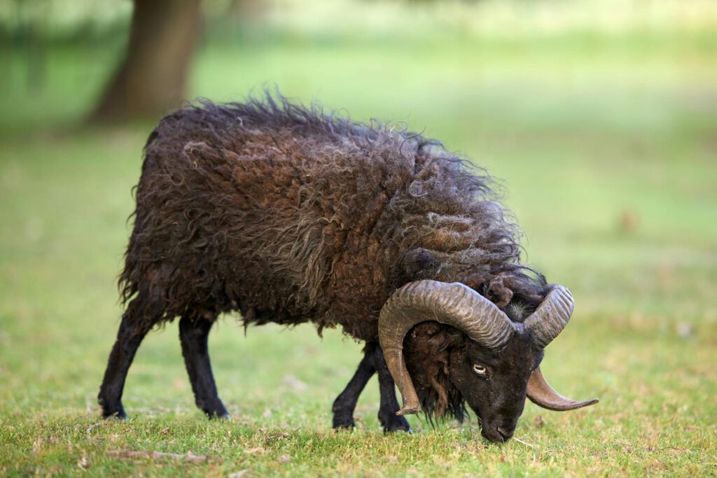 Mouton d’Ouessant