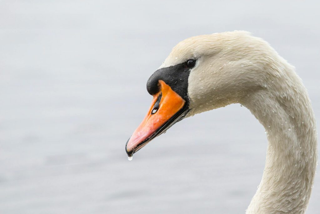 Cygne tuberculé