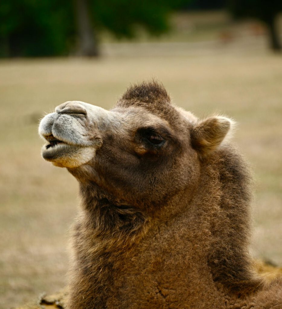 Chameau de Bactriane