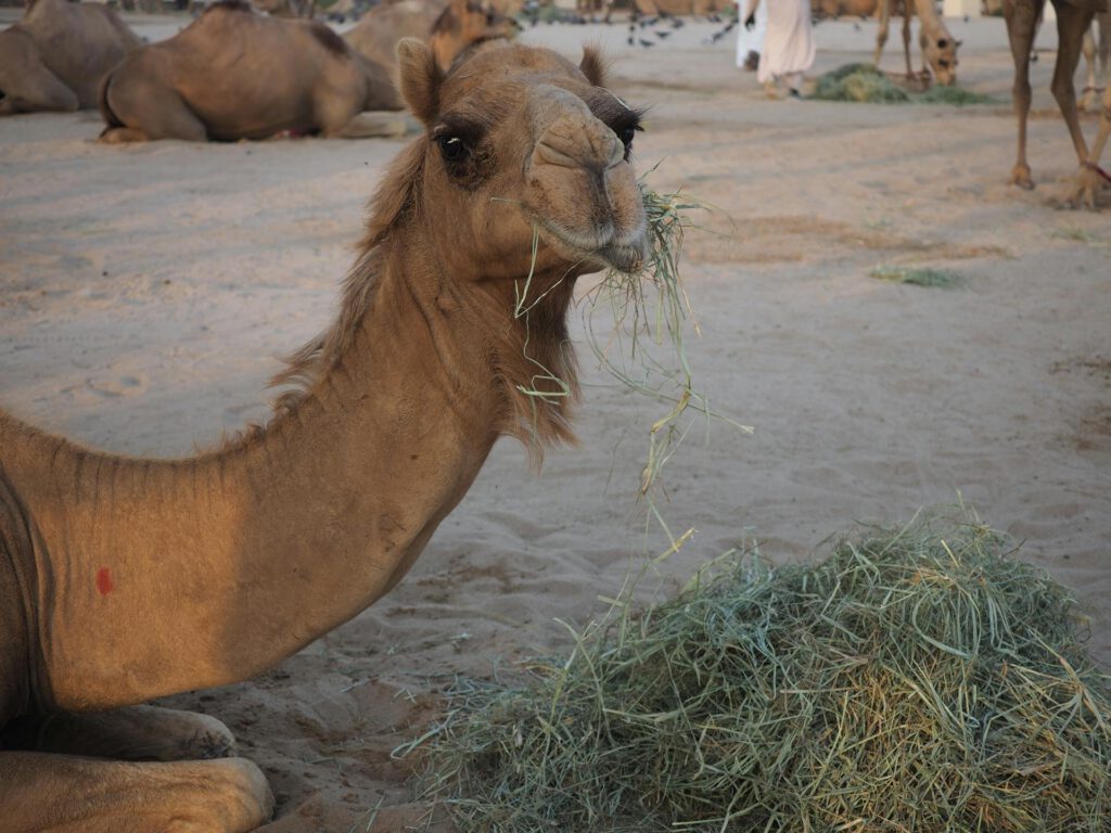 Dromadaire