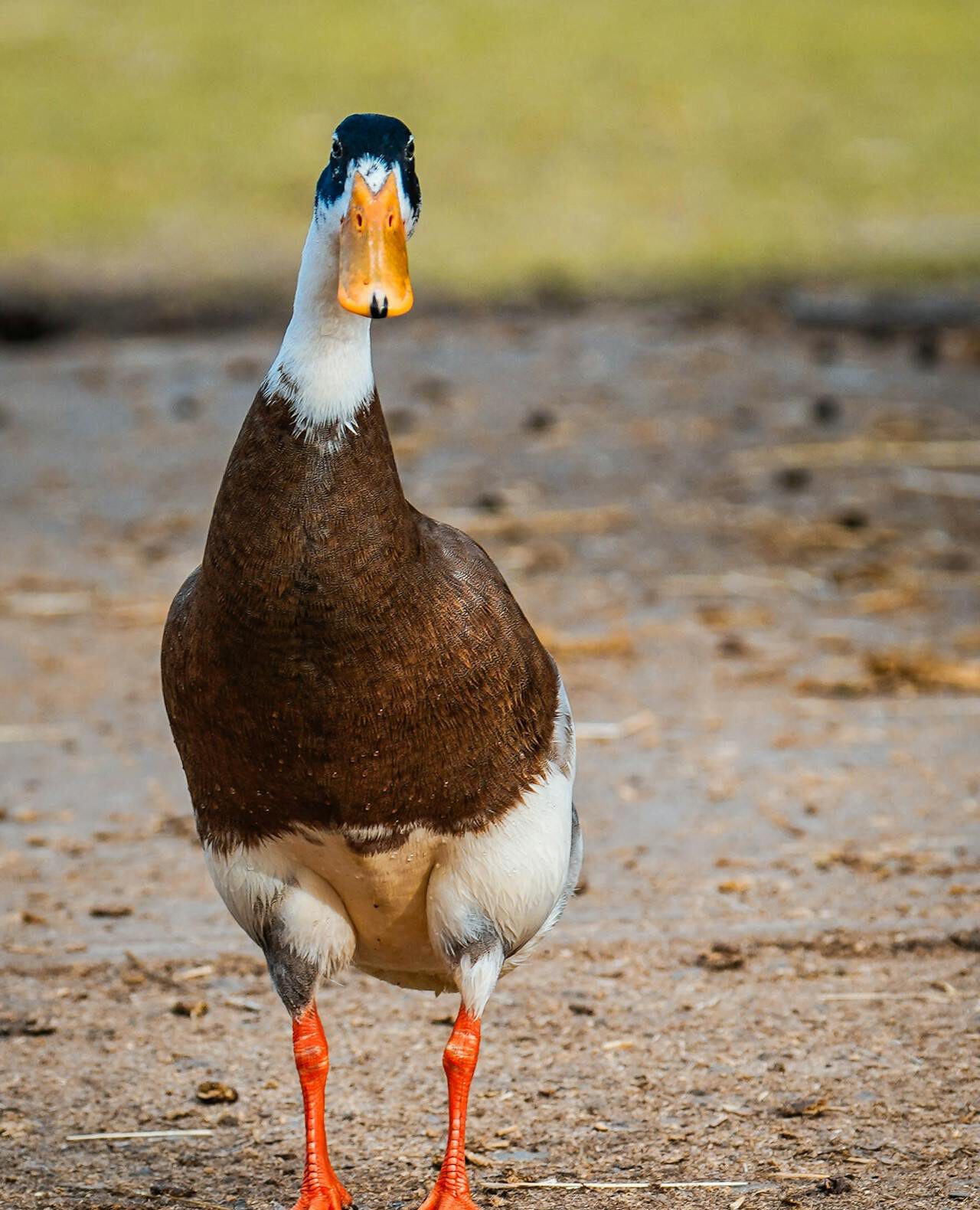 COUREUR INDIEN WIKIP DIA visual data 2