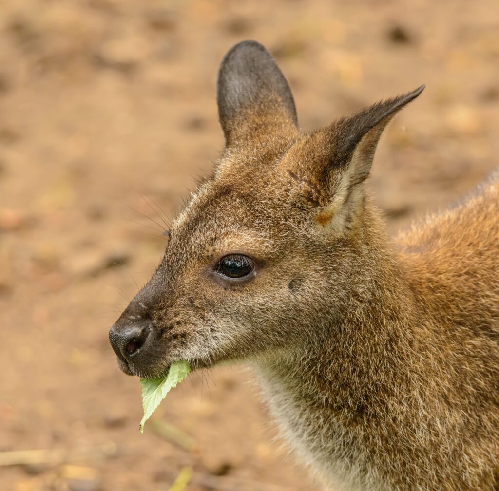 Wallaby de Bennett
