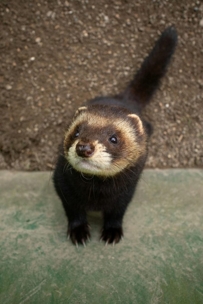 Furet