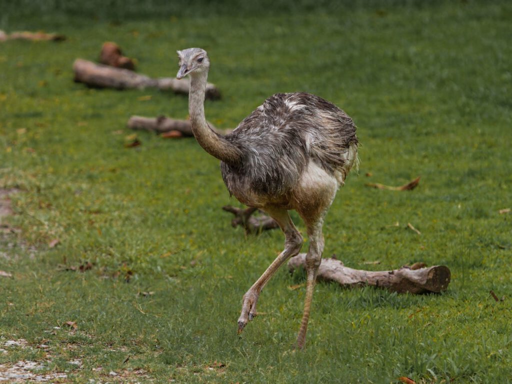 Nandou d’Amérique