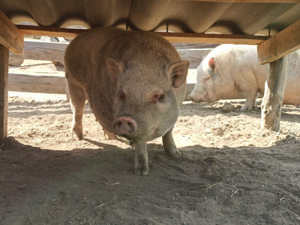 Photo d'un cochon Göttingen