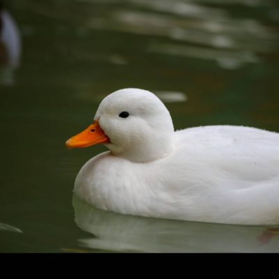 Canard Mignon