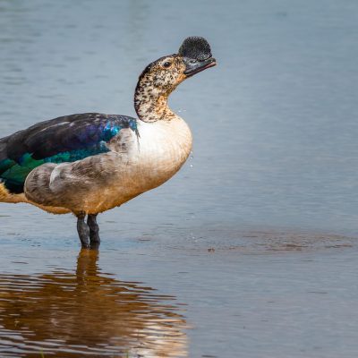 Canard à bosse