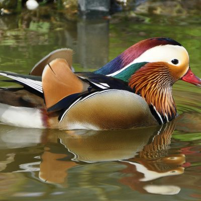 Canard mandarin