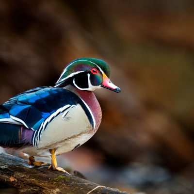 Canard Carolin