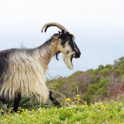 Chèvre Corse