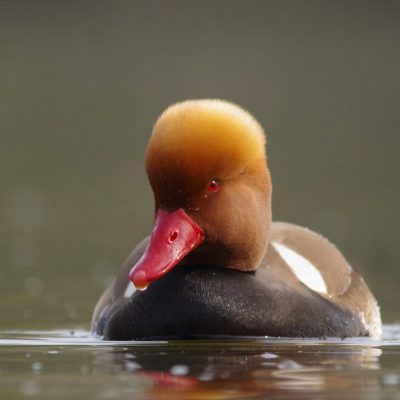 Nette rousse