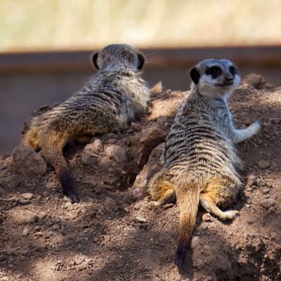Suricates