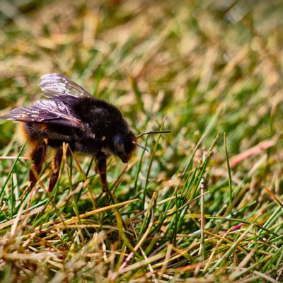 Abeille Corse