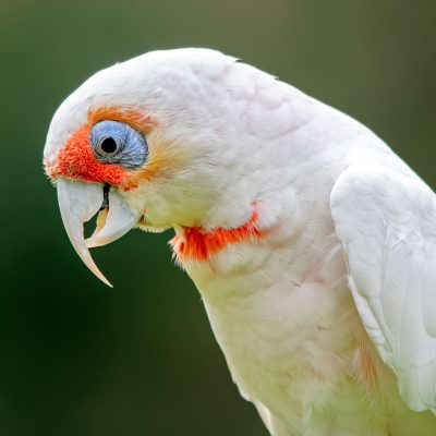 Cacatoes Nasique