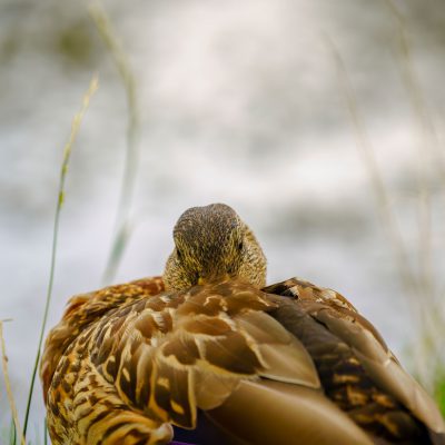 Canard de Meller