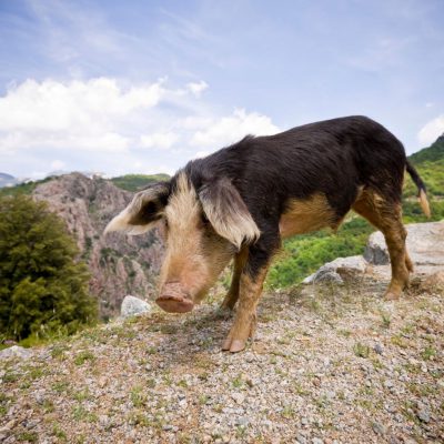 Cochon Corse