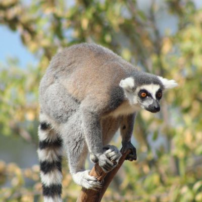 Lémur Catta Corsica Zoo