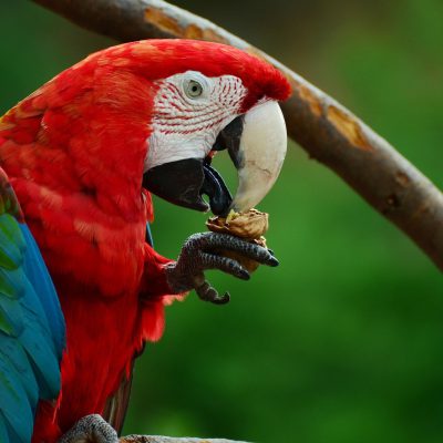 Photo d'un Ara chloroptère
