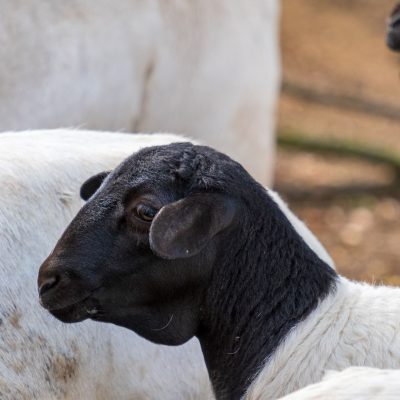 Photo Mouton de Somalie