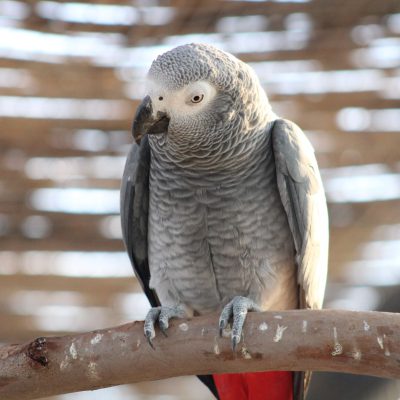 Perroquet gris du Gabon