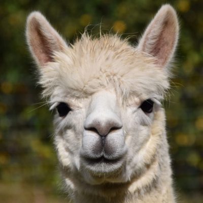 Lama