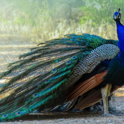 paon bleu