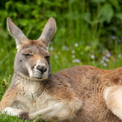 Kangourou roux