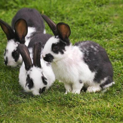 Lapins papillons