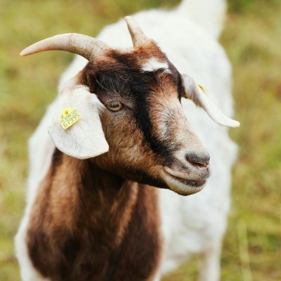 Chèvre boer