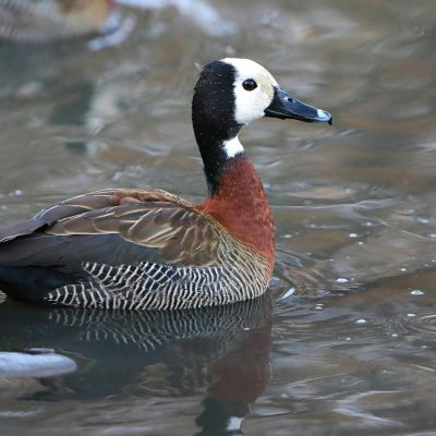 Dendrocygne veuf