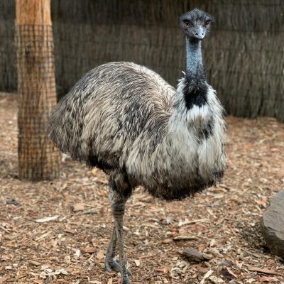 Emeu d’Australie