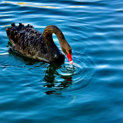 Cygne noir
